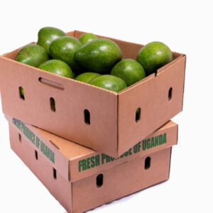Avocado Uganda 8 kg - Africa Products Shop